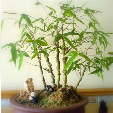 竹 盆栽